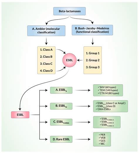 beta lactamases|β.